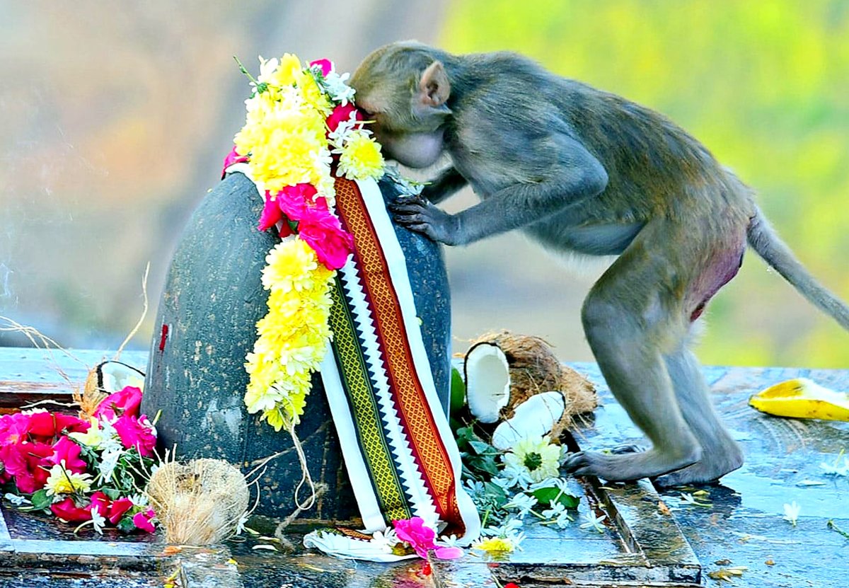 #ViralPic శివలింగానికి నమస్కరిస్తున్న వానరం – వైరల్ అవుతున్న చిత్రం